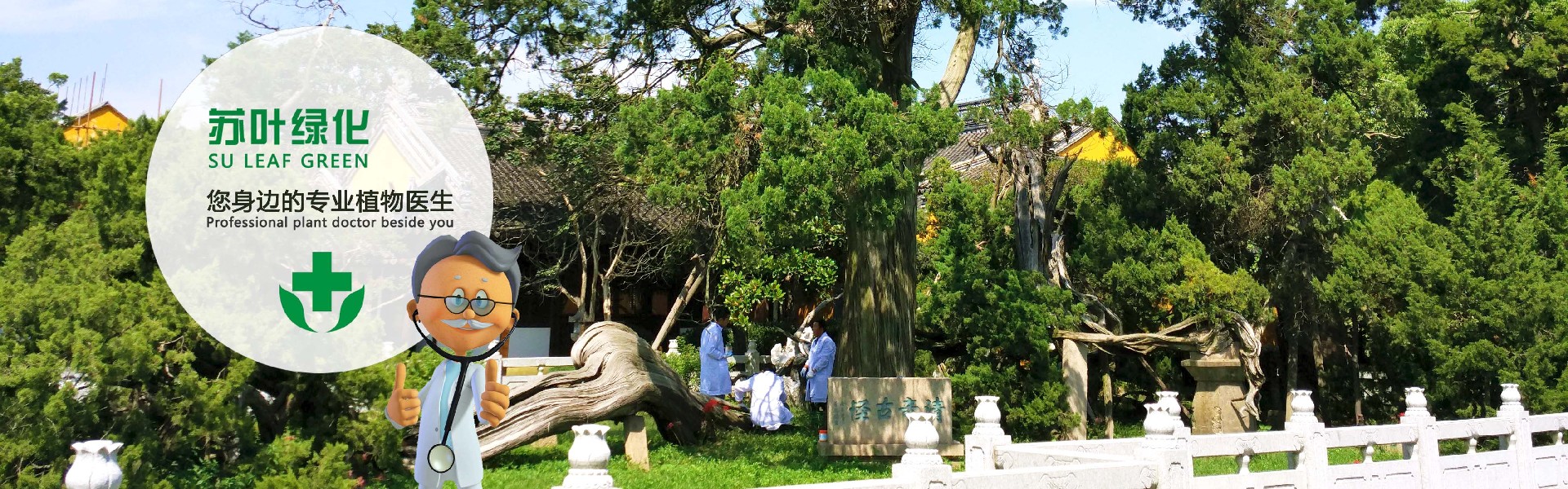 蘇州市蘇葉綠化養(yǎng)護有限公司 蘇州市蘇葉綠化養(yǎng)護有限公司